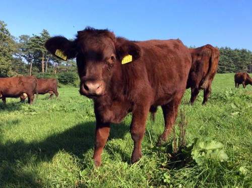 21369399_1000558743420481_716560833144077984_n