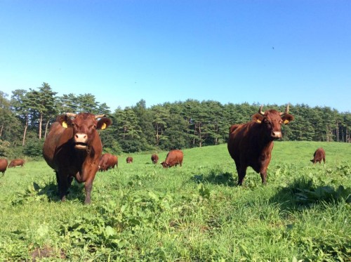 21370905_1000558736753815_225864841400433350_n