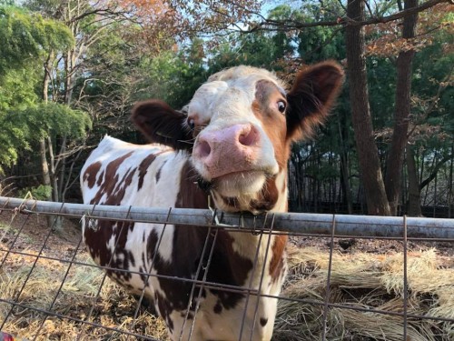 25299528_1048900111919677_7665672310740237956_n