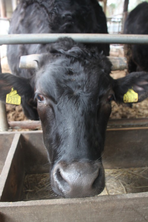 83248458_516629272536116_8176198914907570176_n