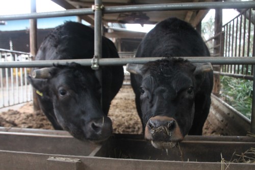 83281397_1050411061977447_7978669520673832960_n