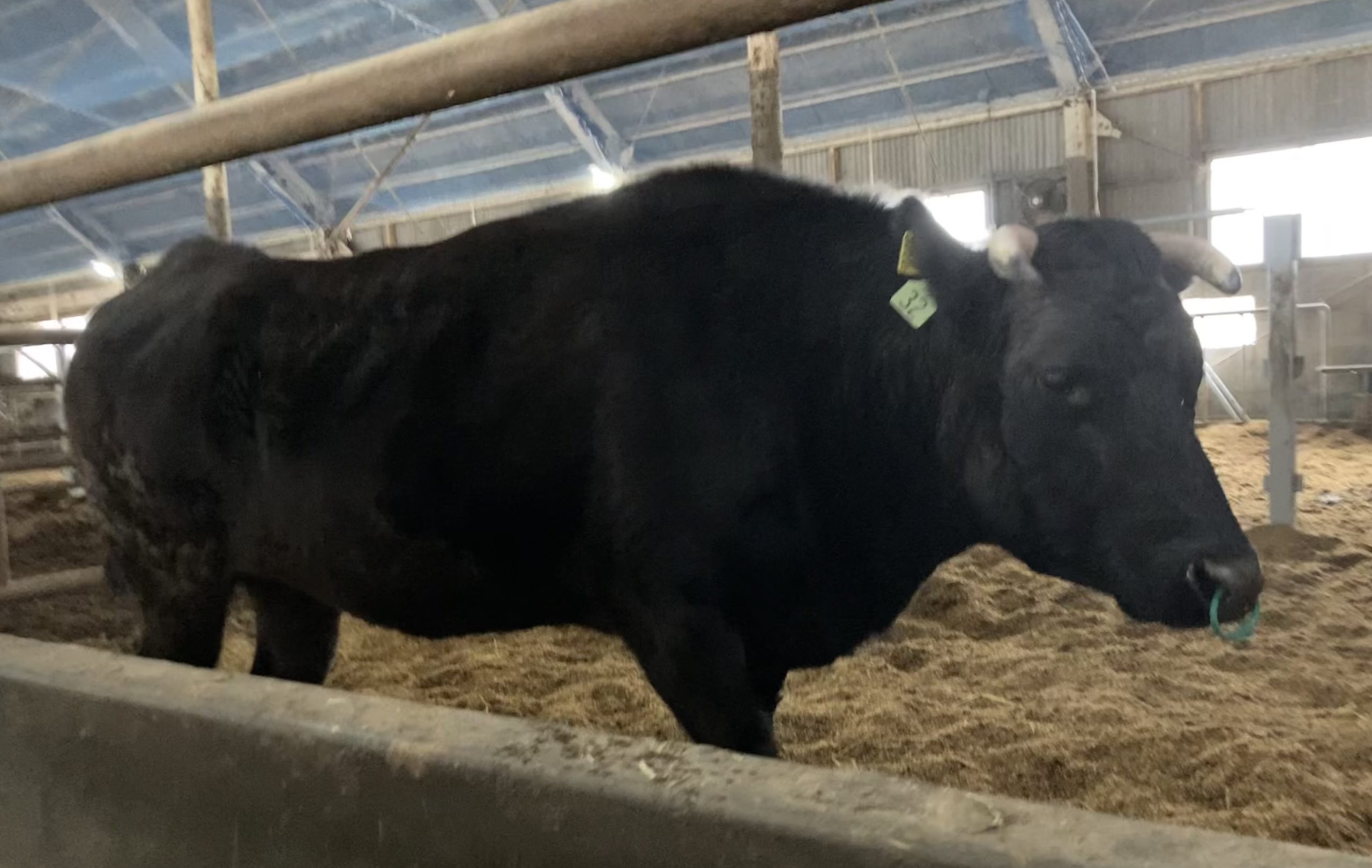 竹の谷蔓牛のこと。 | 東京宝山